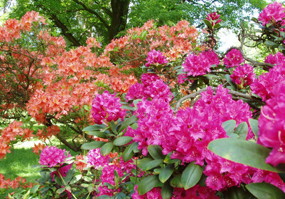Rhododendron a azalka