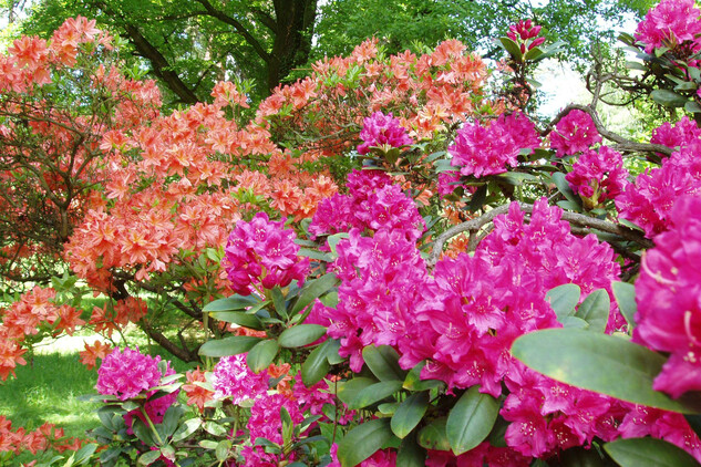 Rhododendron a azalka